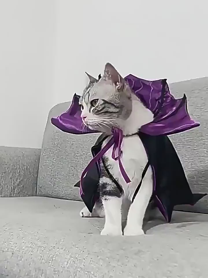 Halloween Bat Cape Pet Holiday Costume